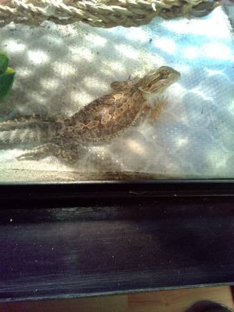 Hembra joven de dragón barbudo (Holton)63910106858371120