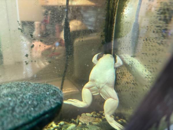 African Clawed Frog needs rehome (Port St Lucie)63667845873281120
