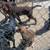 URGENT PLEASE HELP REHOME THESE DOGS 10 thumbnail