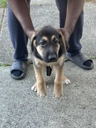 GS y malinois de Bélgica63874560717441121