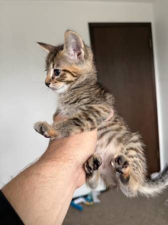 Playful kittens (Everett)556081716155525121