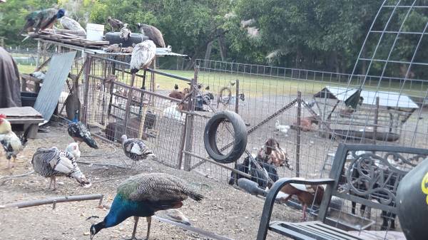 Peacocks 1