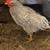 Barnyard Blues - Roos! 1 thumbnail