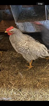 Barnyard Blues - Roos! 1