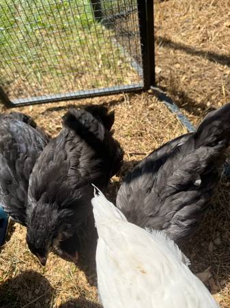 Chick 1