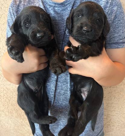 F1 Goldendoodle Puppies63955992714882123
