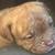 8 week American bully puppies looking for their forever homes! 2 thumbnail