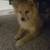 Pomeranians 2 thumbnail