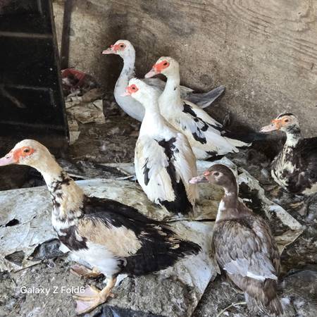 Mascobi Ducks 1