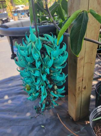 Blue jade flowers 1