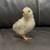 Chicks 5 thumbnail