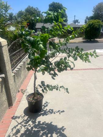 Organic Apricot grafted fruit tree 1
