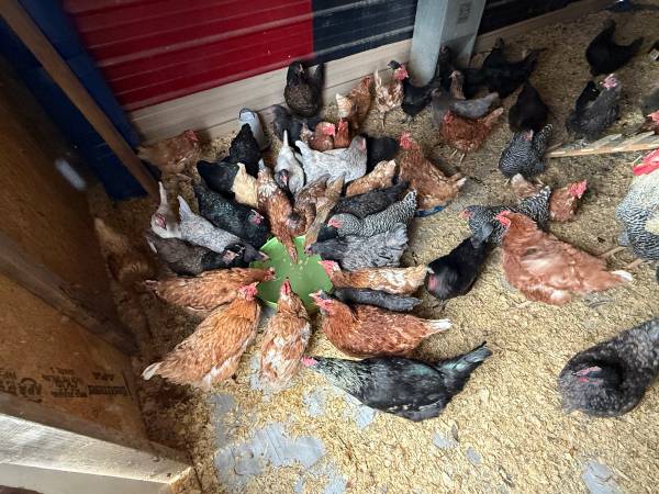Laying Hens Available Immediately 1