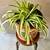 Spider Plant 3 thumbnail