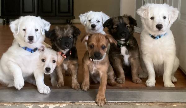 Cutest Puppies looking for Forever homes 1