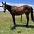 2yr old ‘One Famous Eagle’ fillies 6 thumbnail