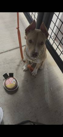 Cruce de American Pitbull Terrier (Albuquerque)606033767669452806