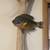 2 fish mounts 5 thumbnail