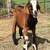 Tri-Color Boer/Kiko Buckling Goat 2 thumbnail