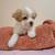 Rehoming Shihtzu Puppy 2 thumbnail
