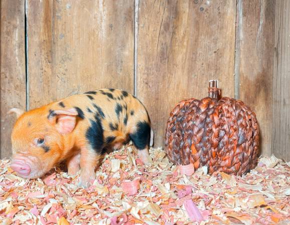 Kune Kune Piglets 1