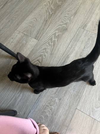 kitten for sale $20 (brentwood / oakley)63909865701378120