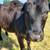 Angus Heifer 2 thumbnail