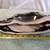 VTG Stalking Panther Figurine in High-Gloss Black 5 thumbnail