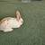Cute Bunny 6 thumbnail