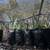 🌴 RARE & COLD-HARDY PALMS — TEXAS GROWN — SHIPPING + DFW DELIVERY! 14 thumbnail