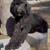 Rehoming Bernedoodles 17 thumbnail