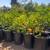 Lemon Trees Lime Orange Mandarin Tangerine Trees 5gallons fruiting age 11 thumbnail