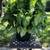 Beautiful Big Bold Syngonium Potted Plant 3 thumbnail