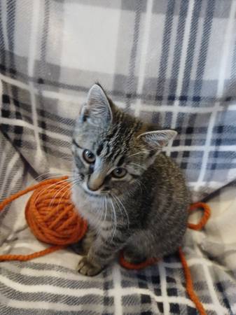 Female Kitty (Sash) (Wichita)64312248824065123