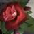 Solar Silk Rose Vine - 7'9" long 2 thumbnail