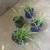 Spider plants 1 thumbnail