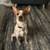 Australian cattle dog 1 thumbnail