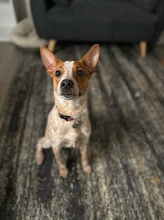 Australian cattle dog 1