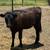 Heifer Calves 2 thumbnail