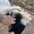 Valais wethers and Pygmy wethers 6 thumbnail