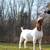 boer goats for sale 2 thumbnail