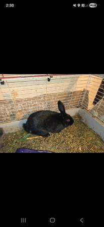Rabbit  1 year old  boy 1
