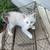 Siberian X kittens 10 thumbnail