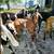 Nubian Cross Doeling 1 thumbnail
