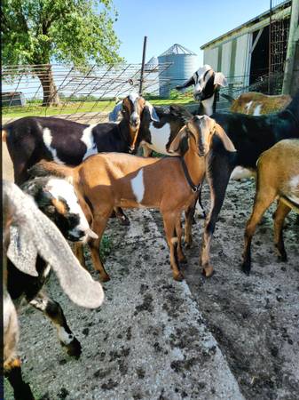 Nubian Cross Doeling 1