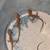 Reptiles & Supplies 3 thumbnail