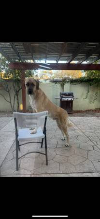 Anatolian Shepherd Dog (Kangal) (Antioch)63890025761795121