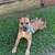 Boxer mix 10 year old fully trained 2 thumbnail