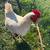 Chickens 5 thumbnail
