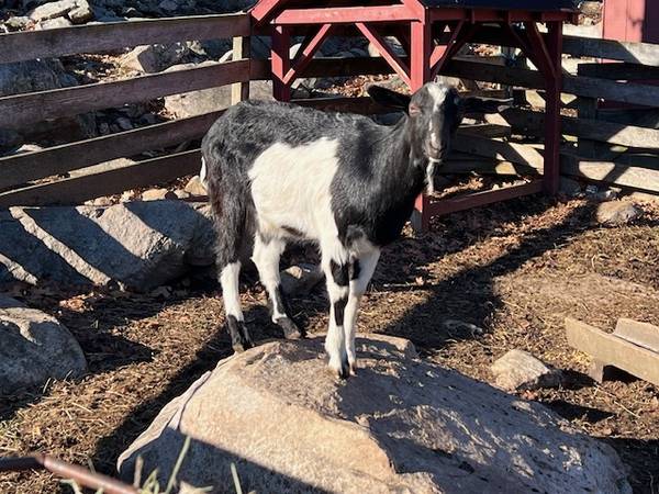 Alpine buck available 1